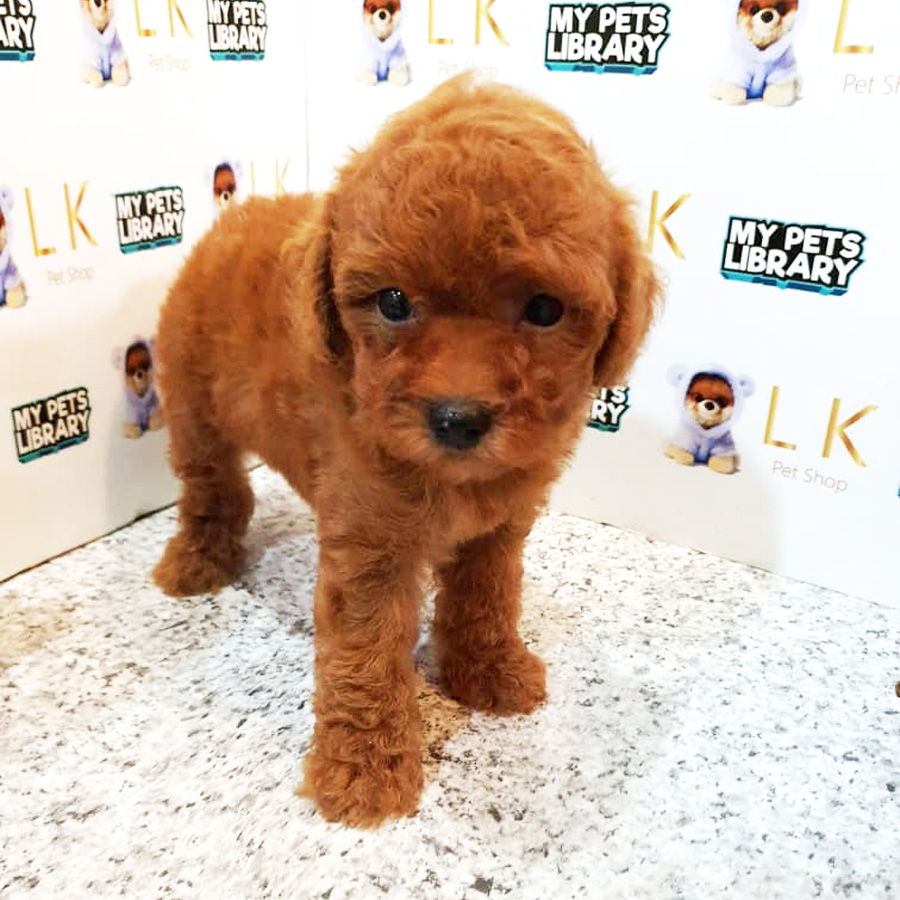 Toy Poodle Puppy (Male) For Sale