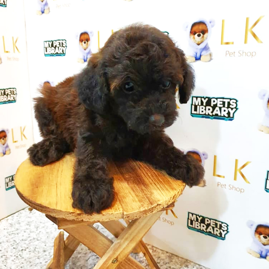 Toy Poodle Puppy (Female) For Sale