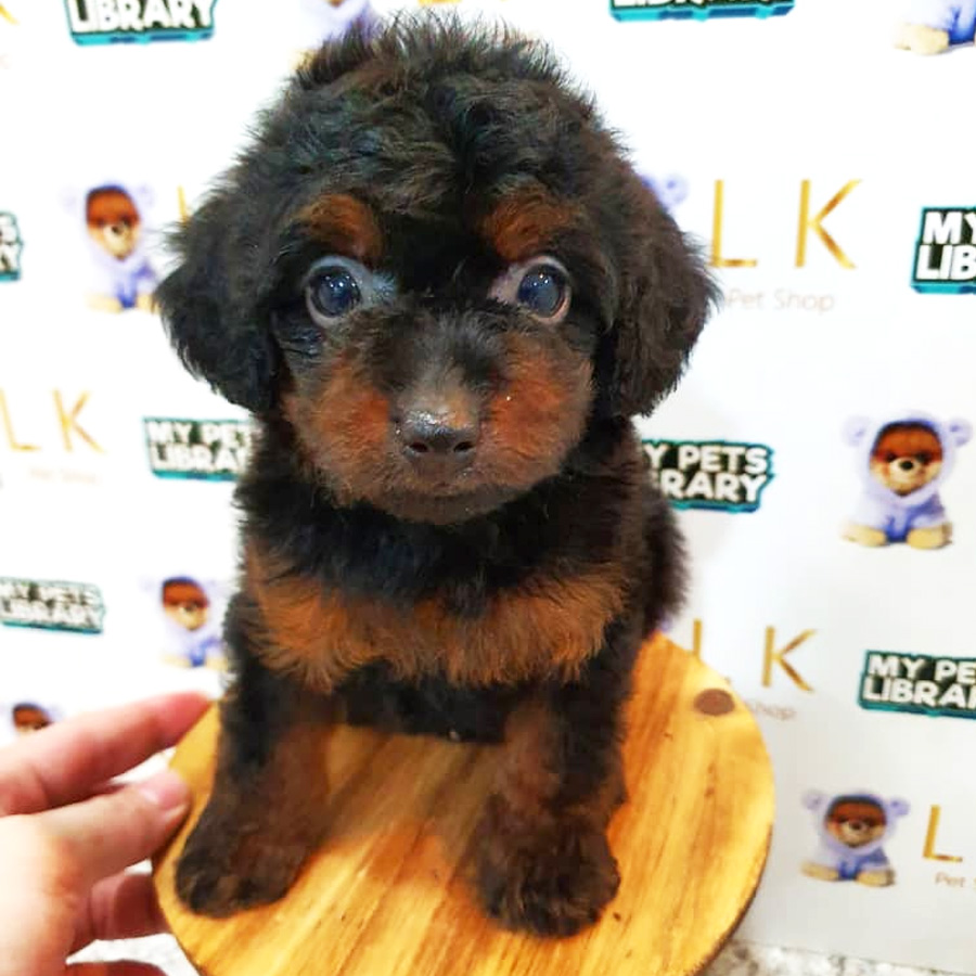 Toy Poodle Puppy (Female) For Sale