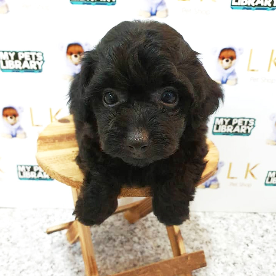 Toy Poodle Puppy (Female) For Sale