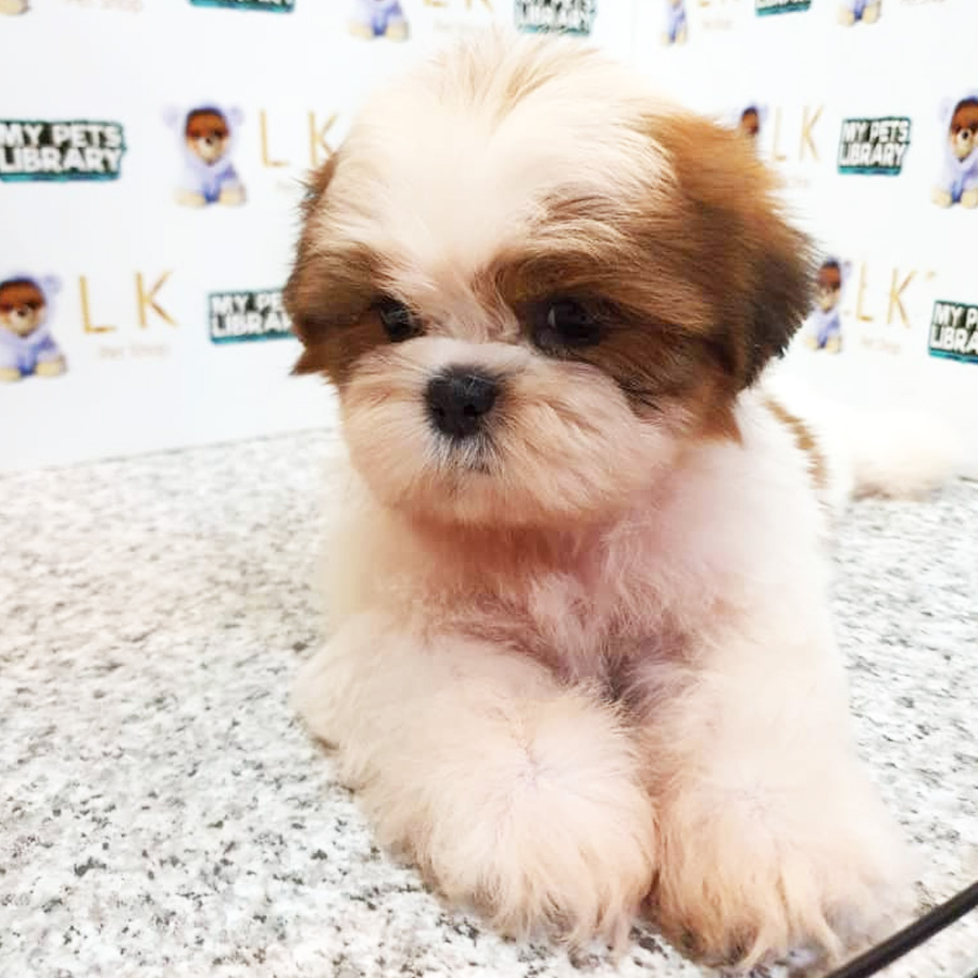 Shih Tzu Puppy (Male) For Sale