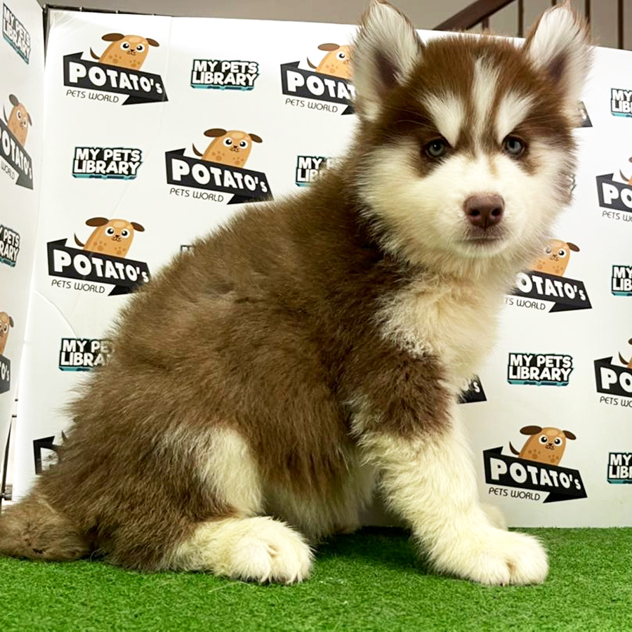 Wooly Husky Puppy (Male) For Sale