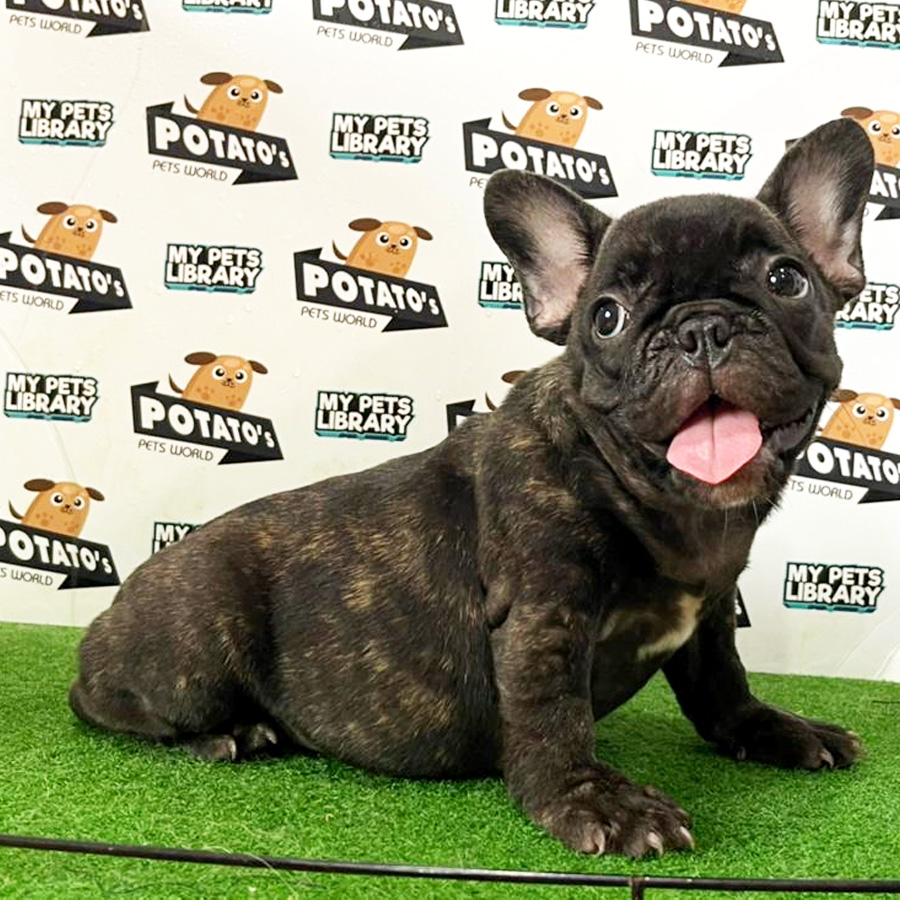 French Bulldog Puppy (Female) For Sale