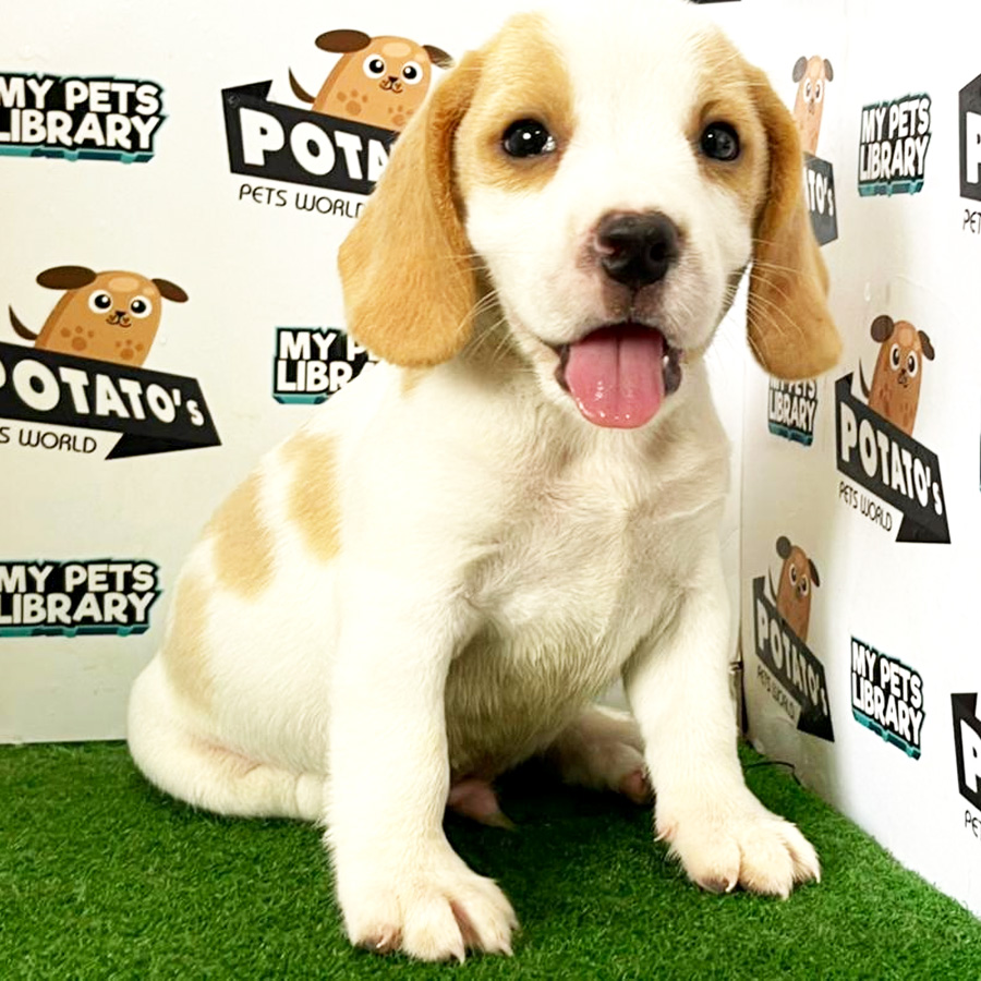 Beagle Puppy (Male) For Sale