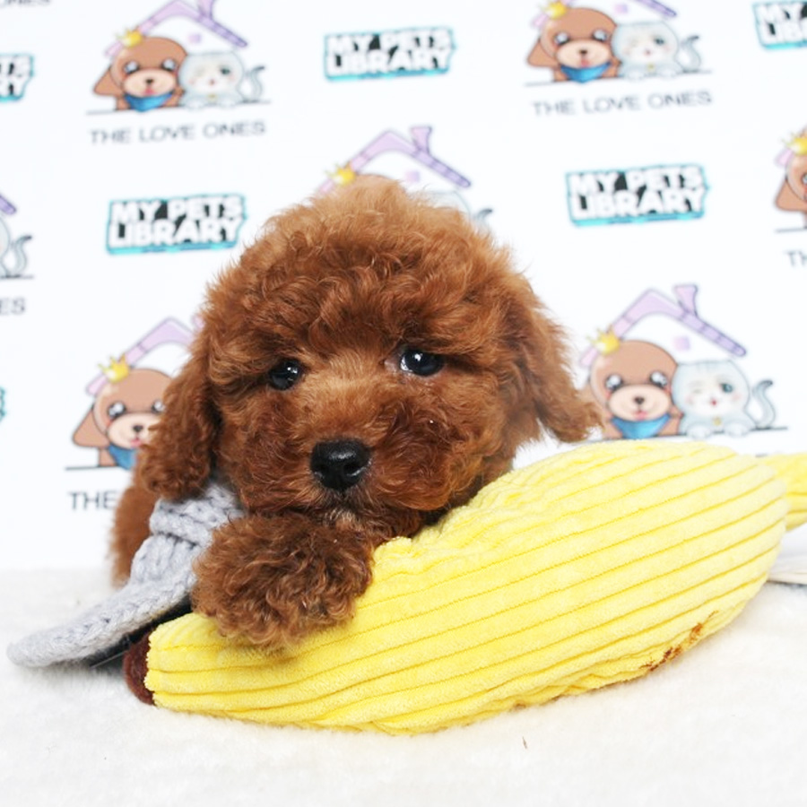 Toy Poodle Puppy (Male) For Sale