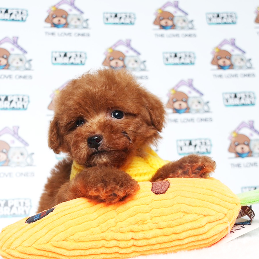 Toy Poodle Puppy (Male) For Sale