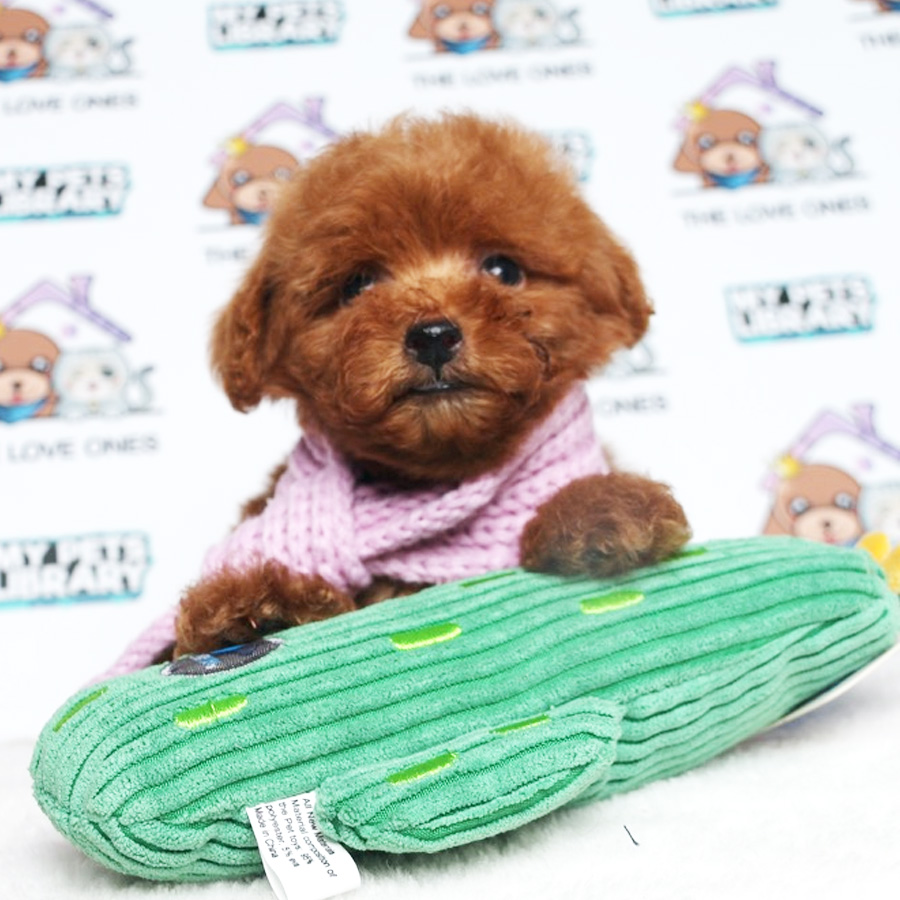 Toy Poodle Puppy (Male) For Sale