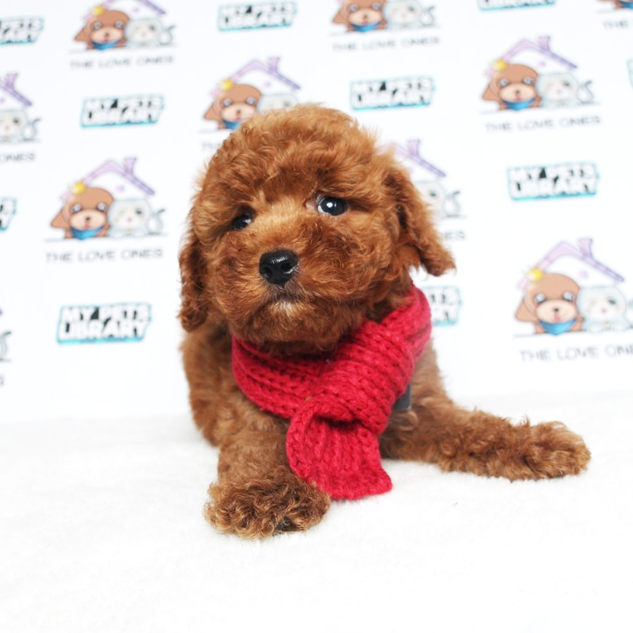 Toy Poodle Puppy (Female) For Sale