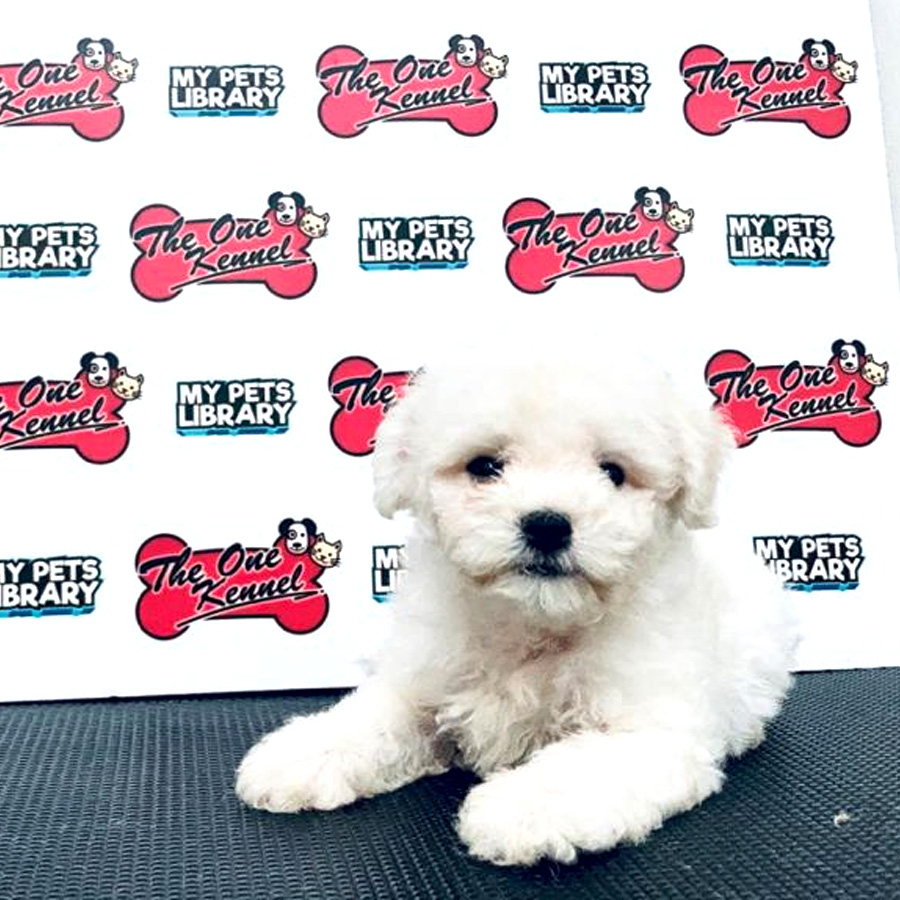 MKA Bichon Frise Puppy (Male) For Sale