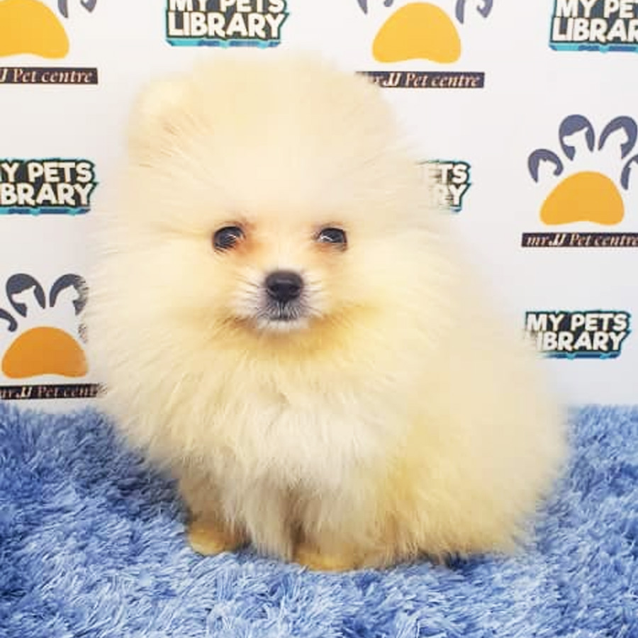 Pomeranian Puppy (Male) For Sale
