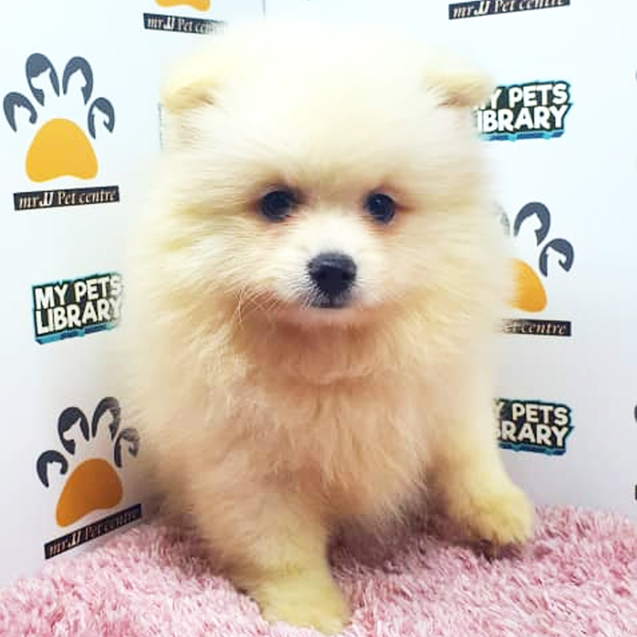 Pomeranian Puppy (Female) For Sale