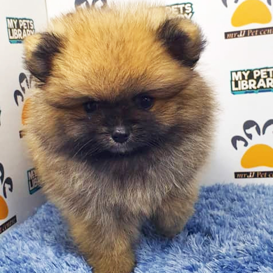 Pomeranian Puppy (Male) For Sale