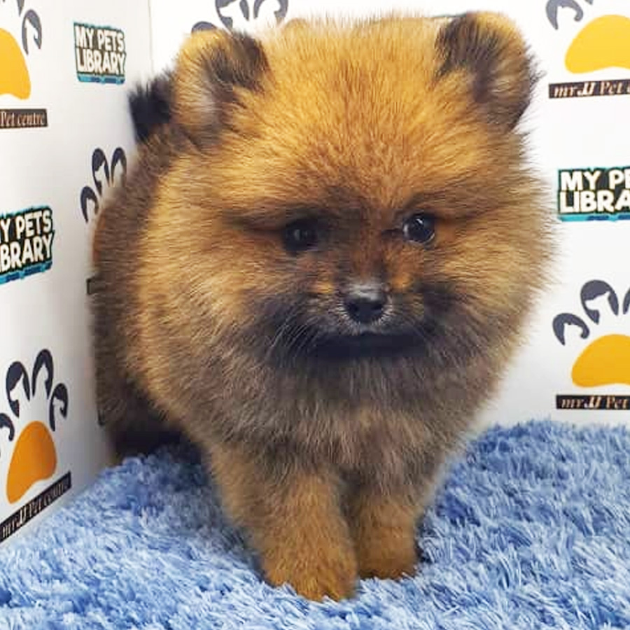 Pomeranian Puppy (Male) For Sale