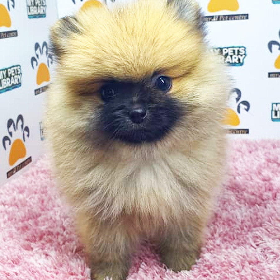 Pomeranian Puppy (Female) For Sale