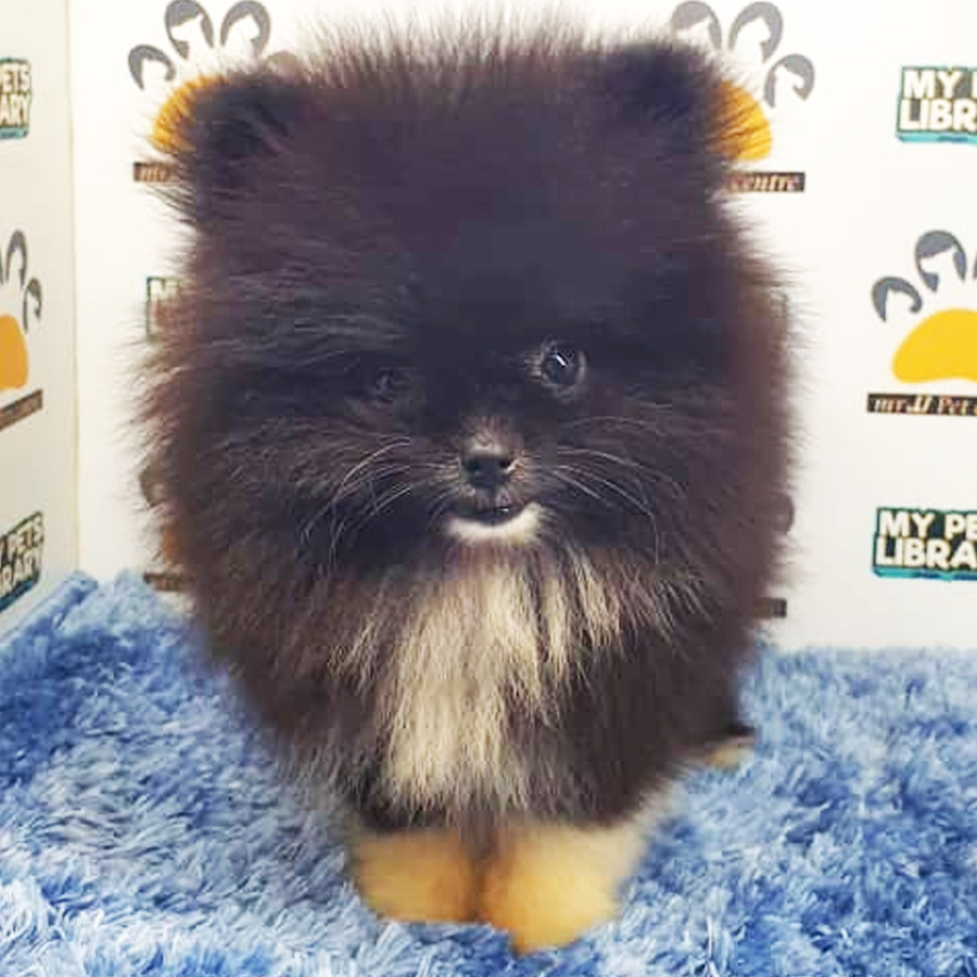 Pomeranian Puppy (Male) For Sale