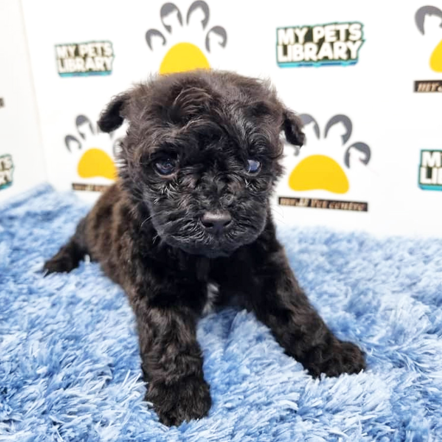 Teacup Poodle Puppy (Male) For Sale