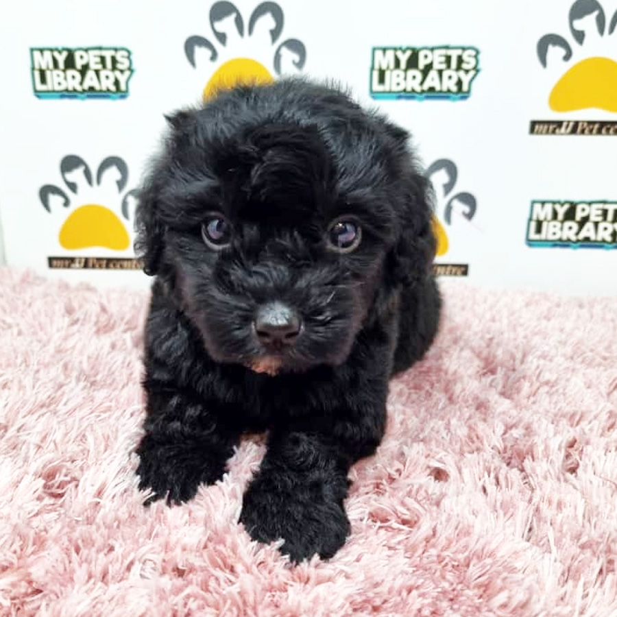 Toy Poodle Puppy (Female) For Sale
