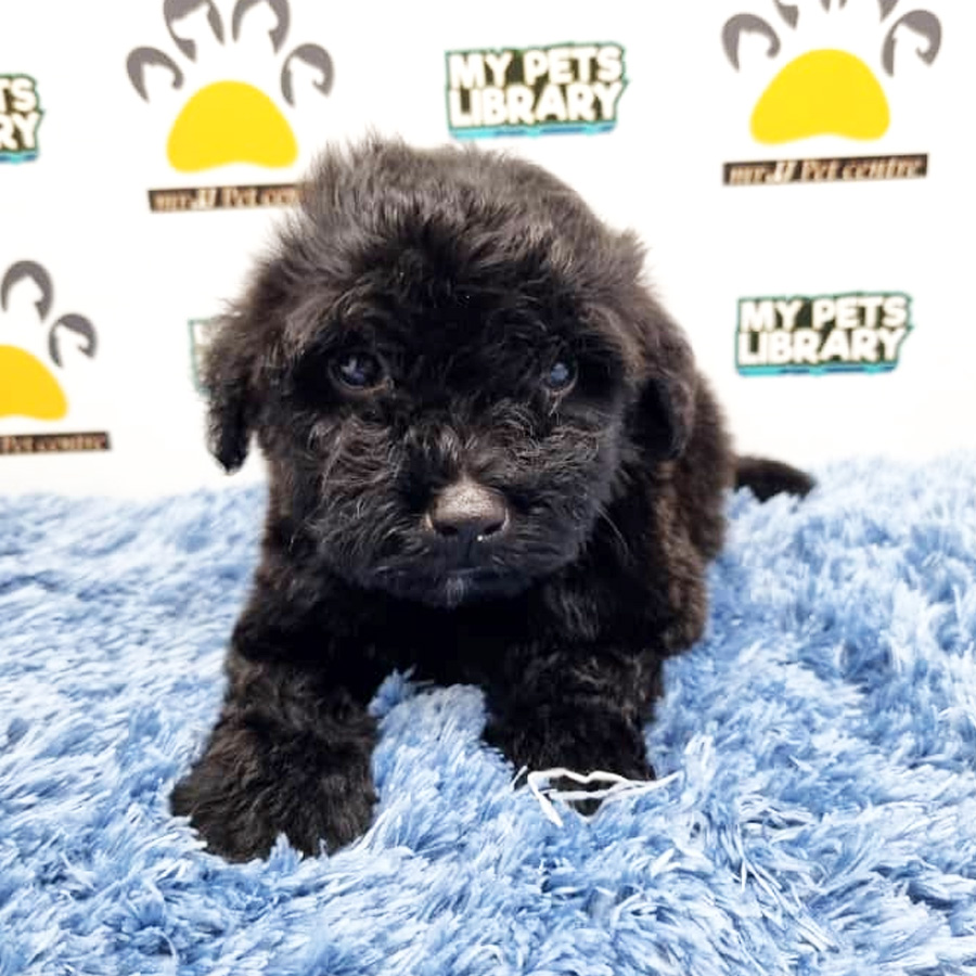 Toy Poodle Puppy (Male) For Sale