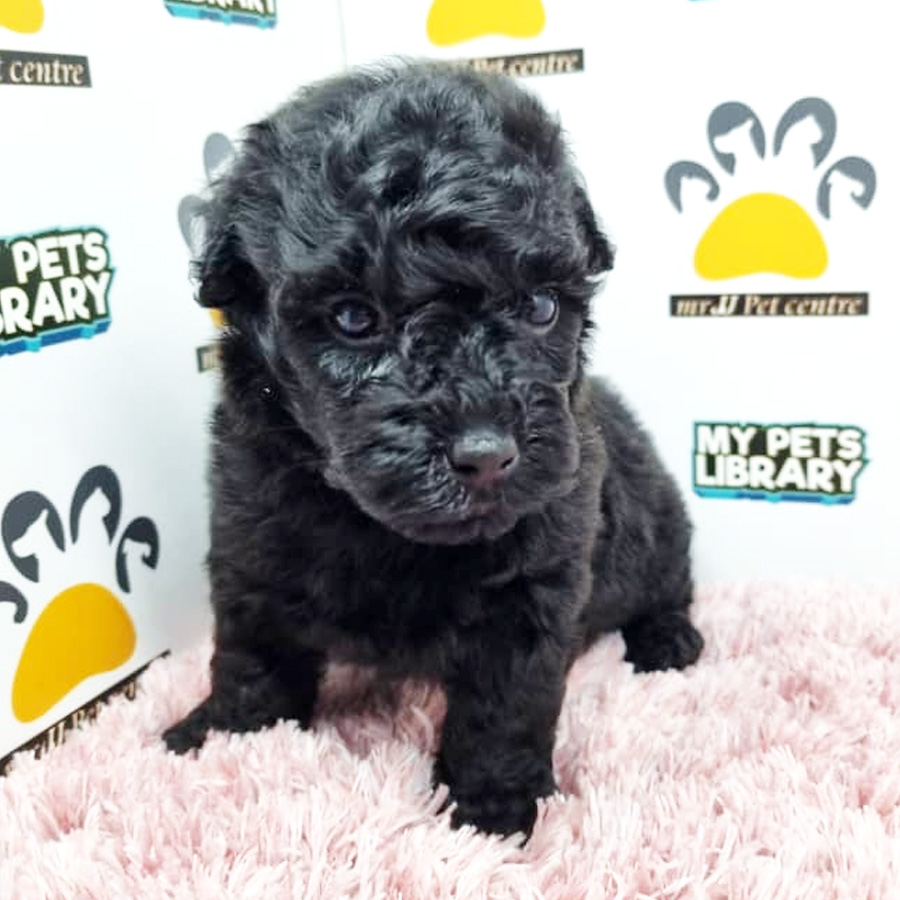 Toy Poodle Puppy (Female) For Sale