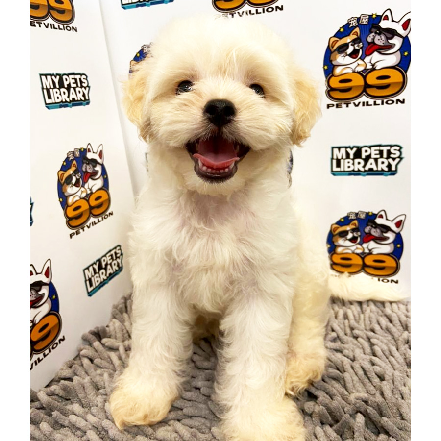 Maltipoo Puppy (Male) For Sale