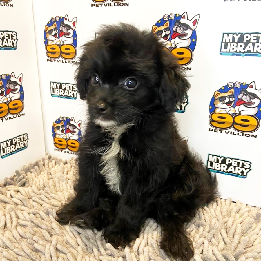 Shihpoo Puppy (Female) For Sale