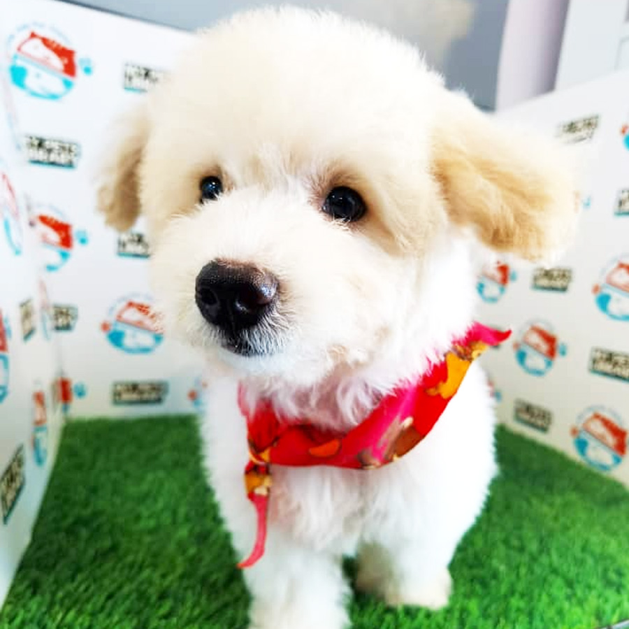Toy Poodle Puppy (Female) For Sale