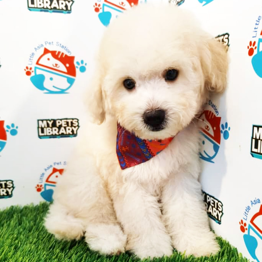 Toy Poodle Puppy (Female) For Sale