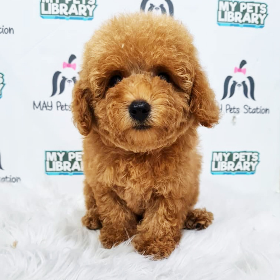 Toy Poodle Puppy (Male) For Sale