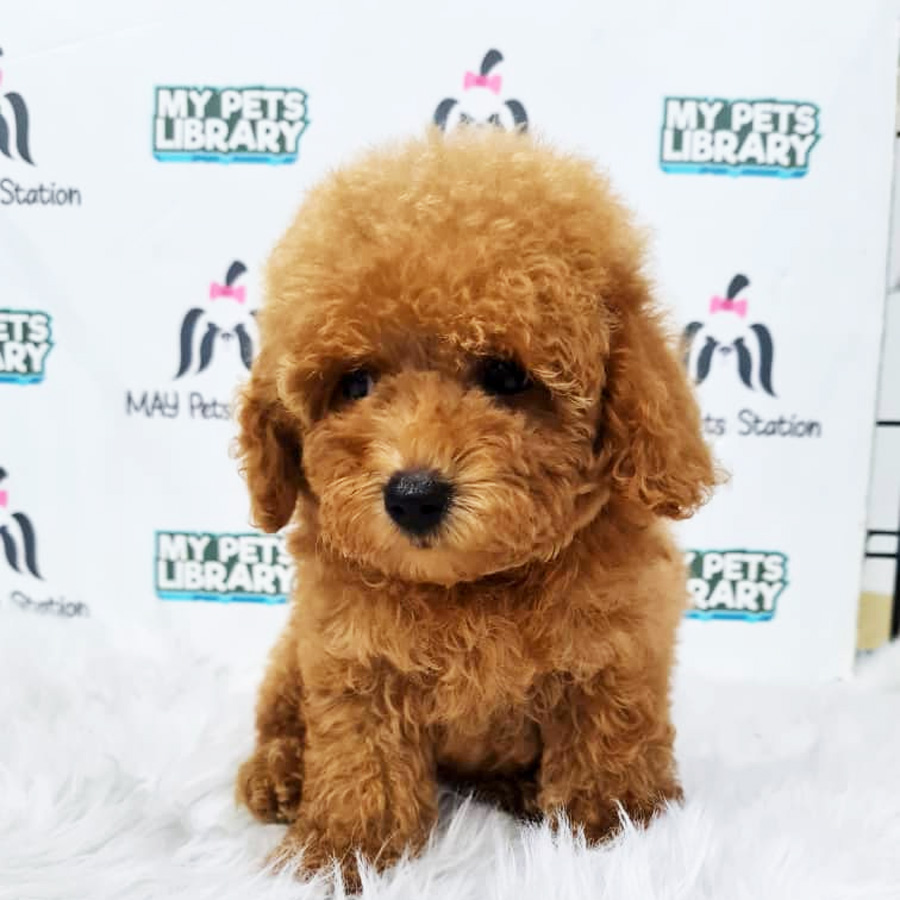 Toy Poodle Puppy (Female) For Sale