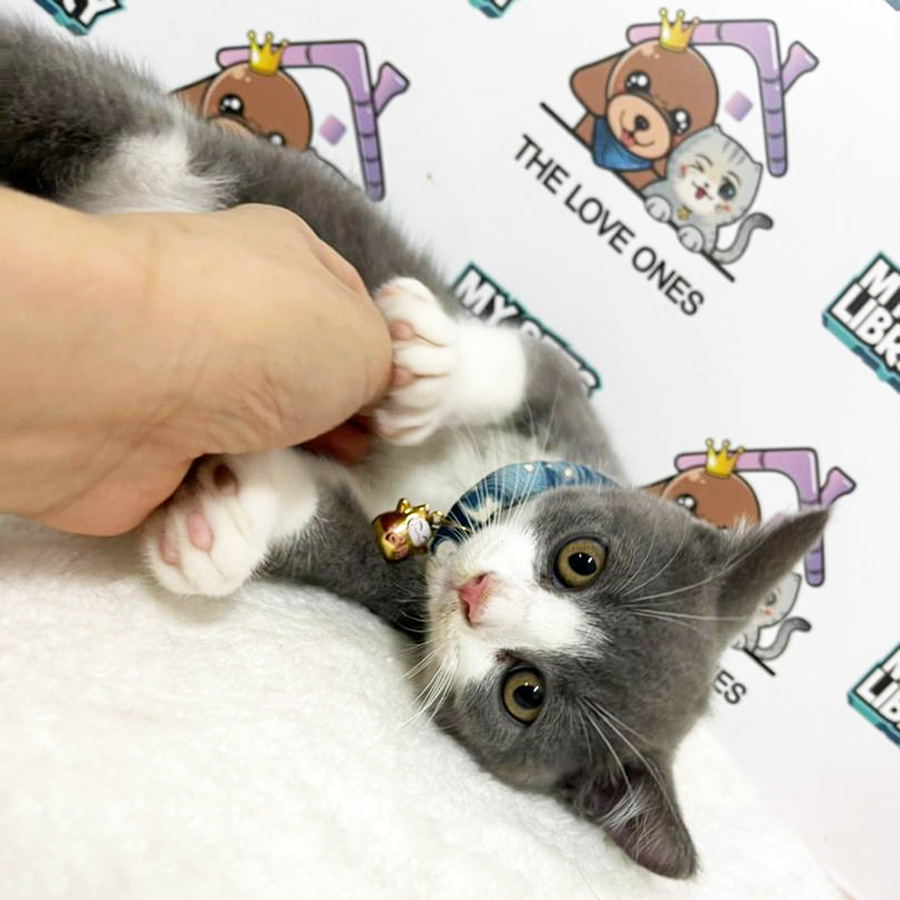 British Shorthair Kitten (Male) For Sale