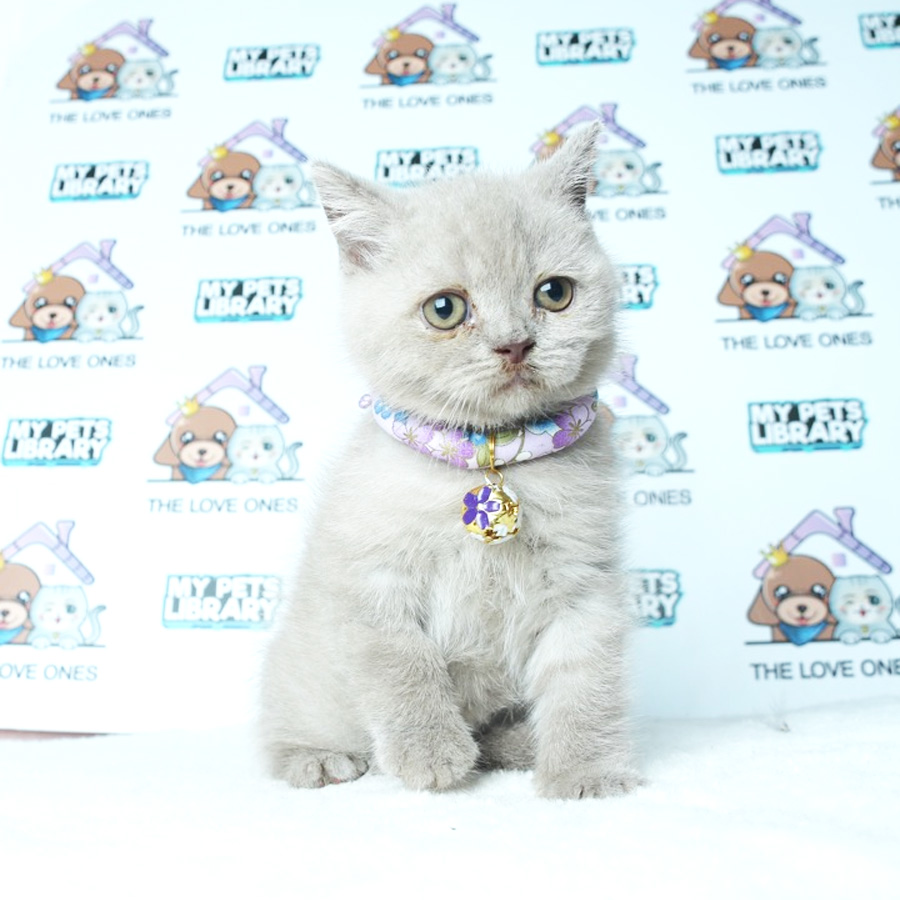 British Shorthair Kitten (Female) For Sale