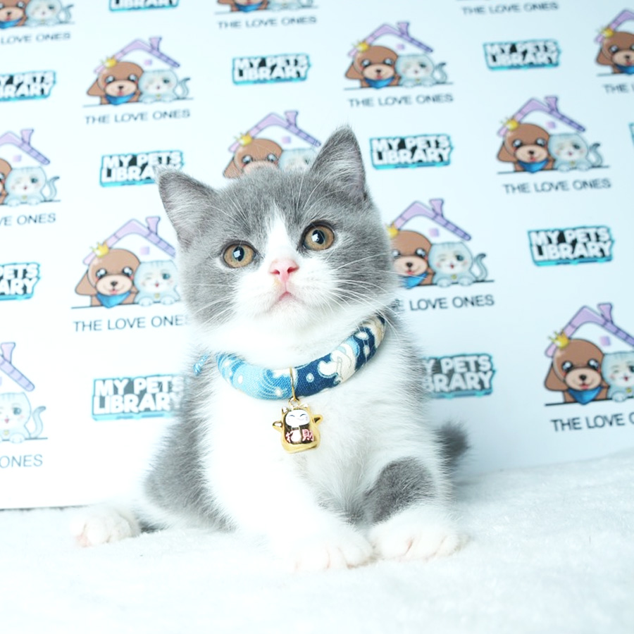 British Shorthair Kitten (Male) For Sale