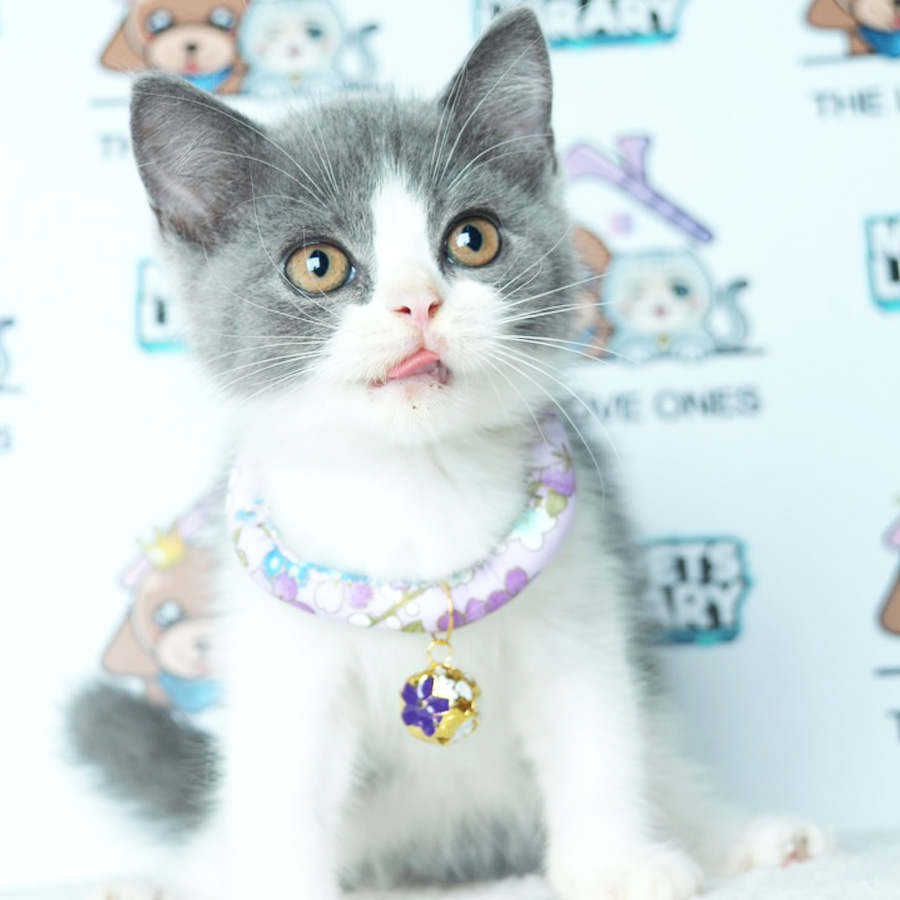 British Shorthair Kitten (Male) For Sale