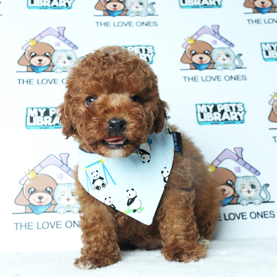Toy Poodle Puppy (Male) For Sale