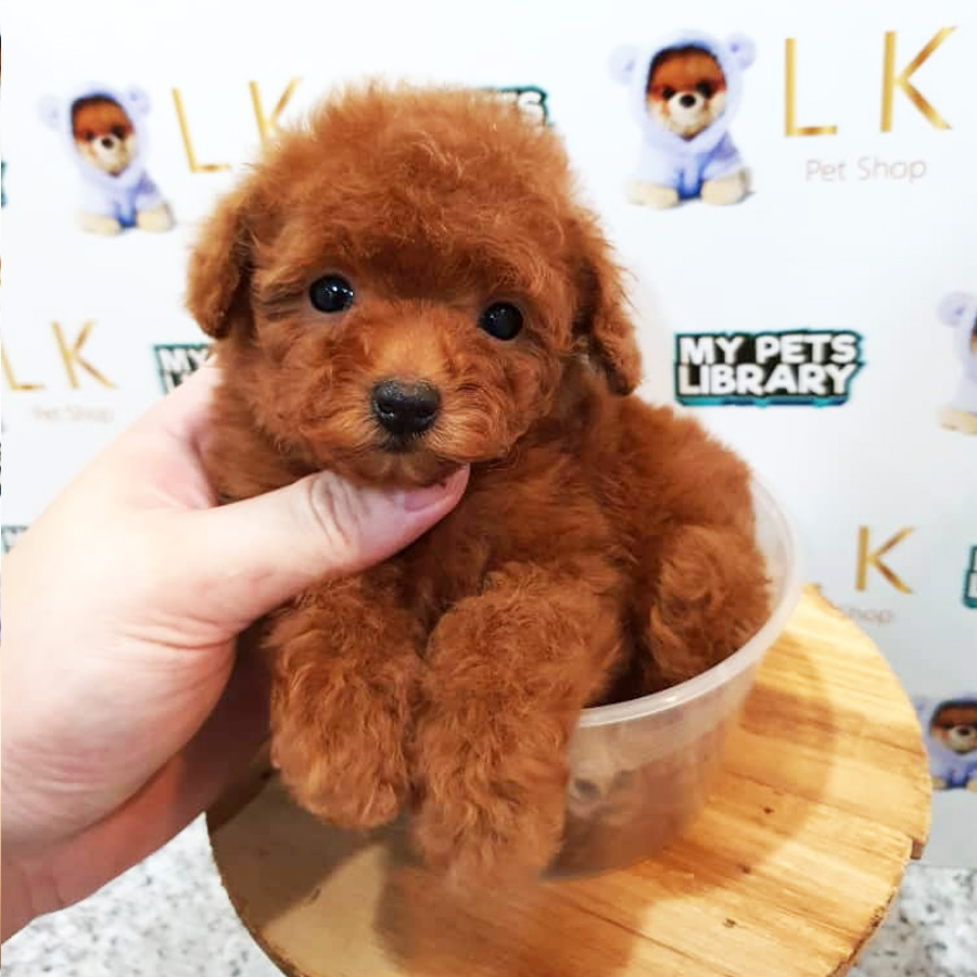 Tiny Poodle Puppy (Female) For Sale