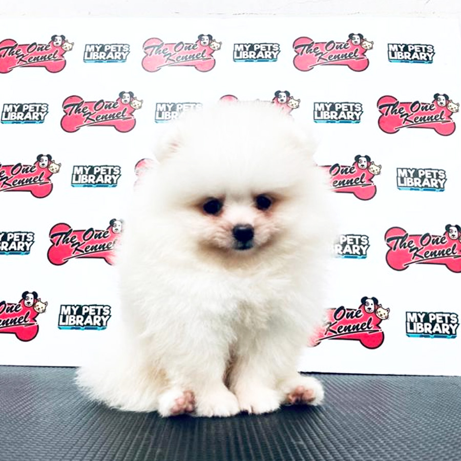 MKA Pomeranian Puppy (Male) For Sale