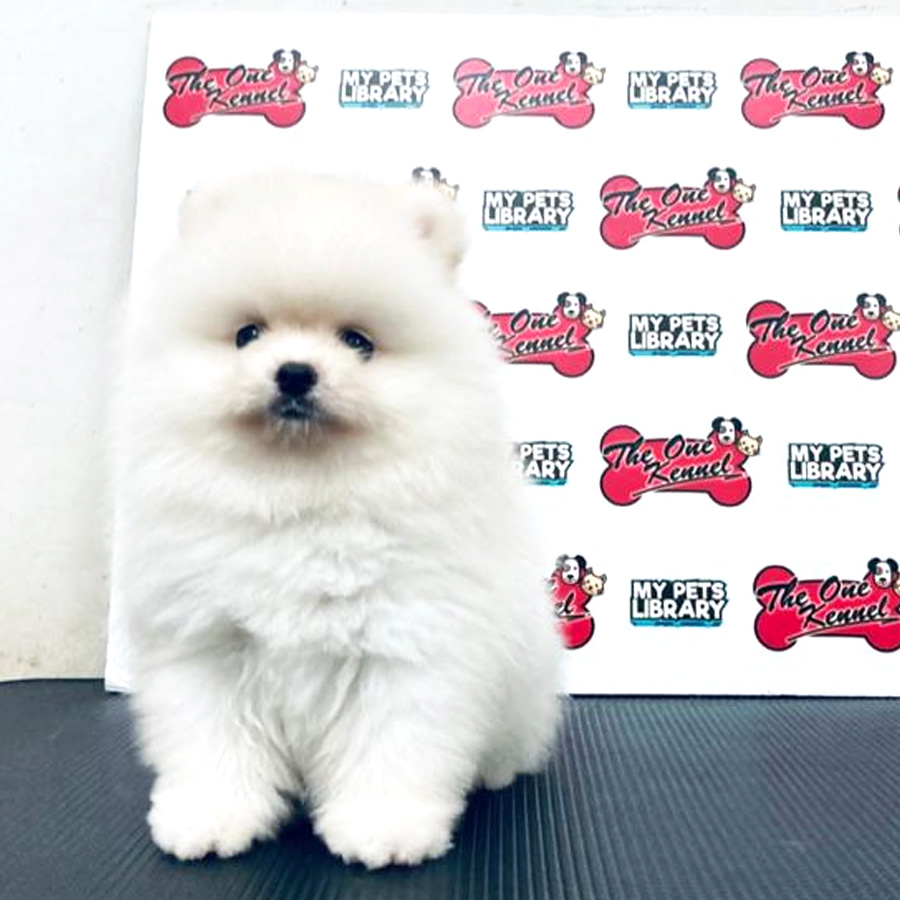 MKA Pomeranian Puppy (Male) For Sale