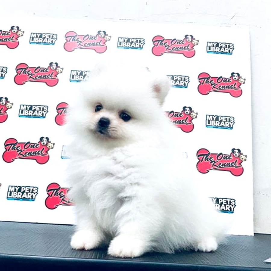 MKA Pomeranian Puppy (Male) For Sale
