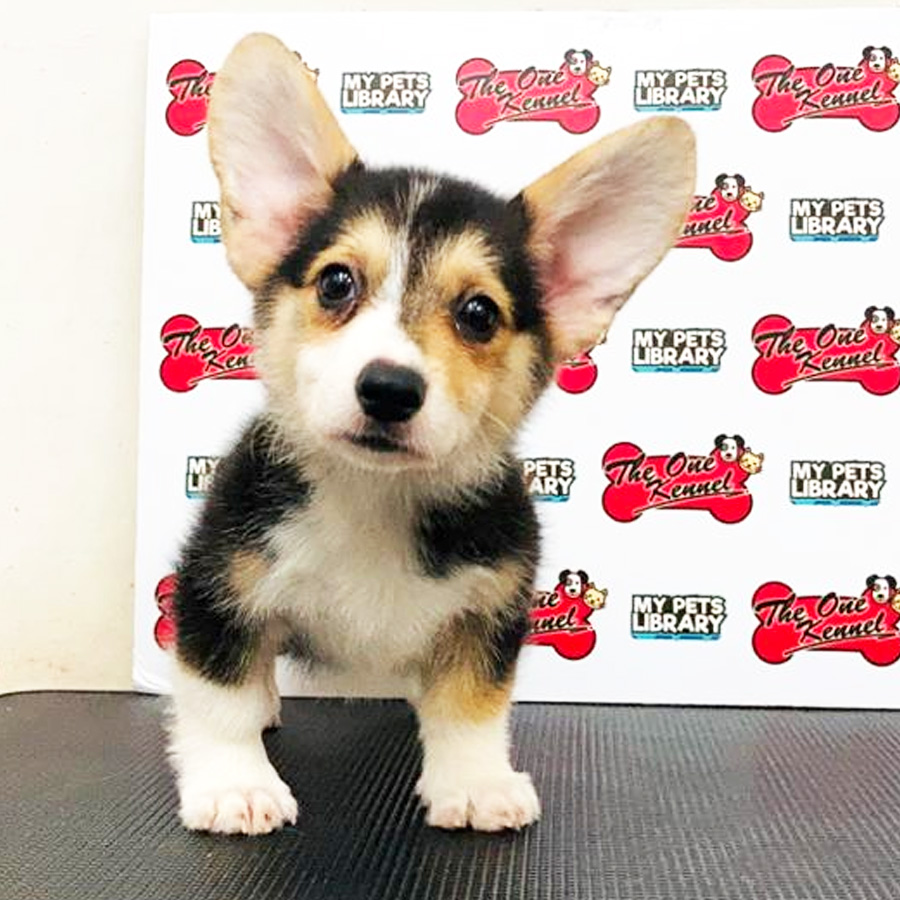 MKA Corgi Puppy (Female) For Sale