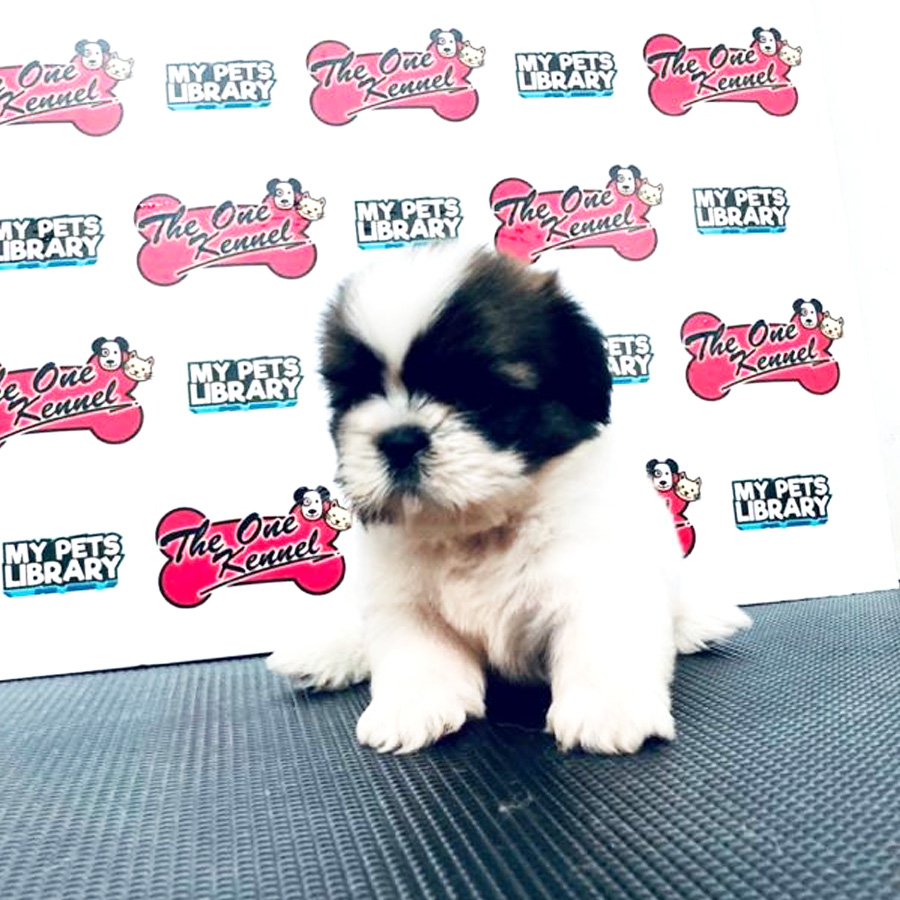 Shih Tzu Puppy (Male) For Sale
