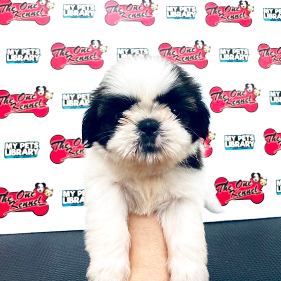 Shih Tzu Puppy (Male) For Sale