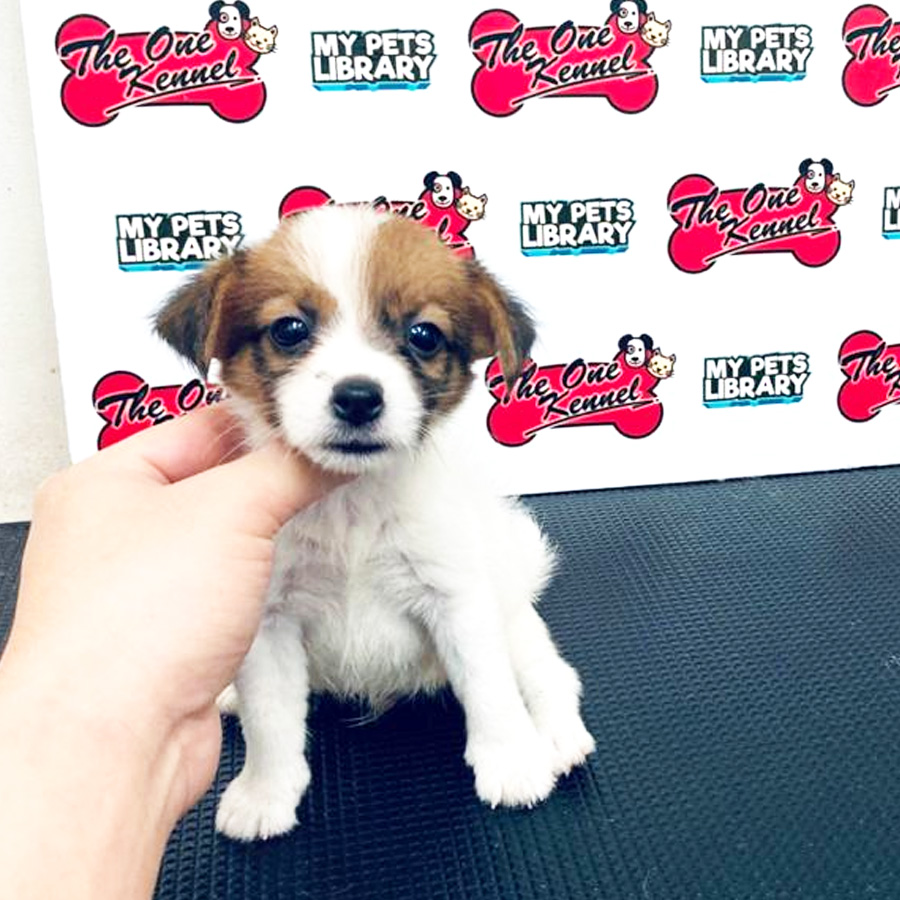 MKA Jack Russell Terrier Puppy (Male) For Sale