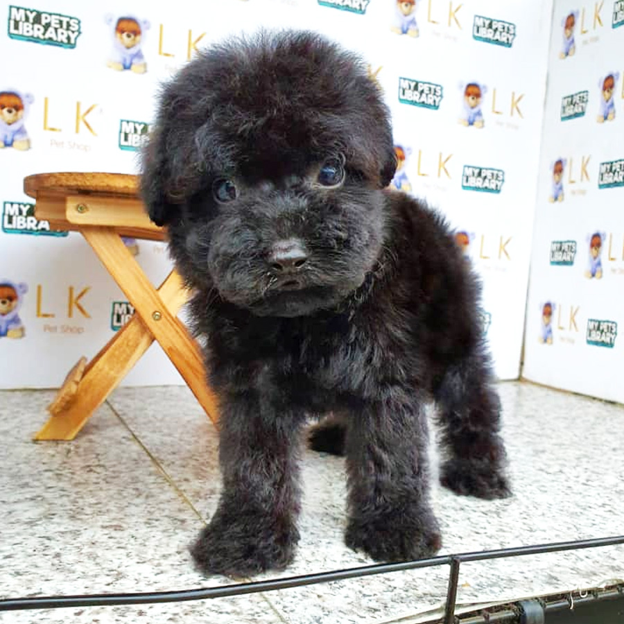 Toy Poodle Puppy (Male) For Sale