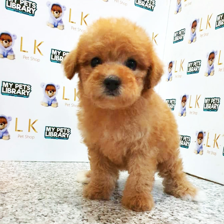 Toy Poodle Puppy (Female) For Sale