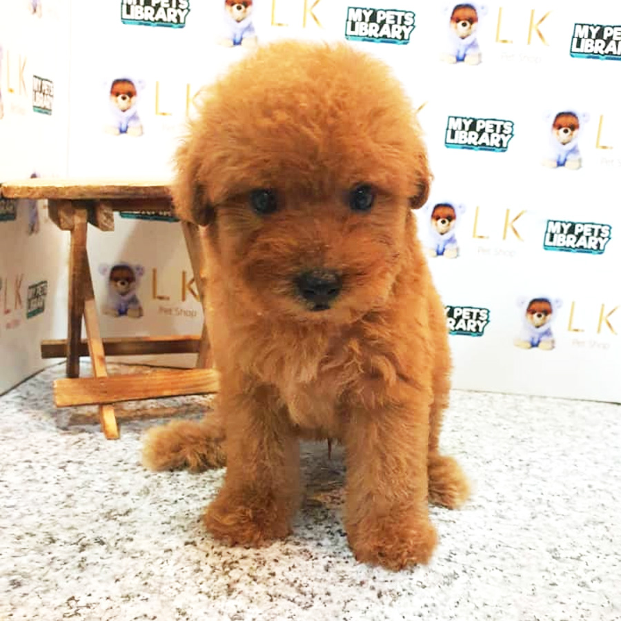 Toy Poodle Puppy (Male) For Sale
