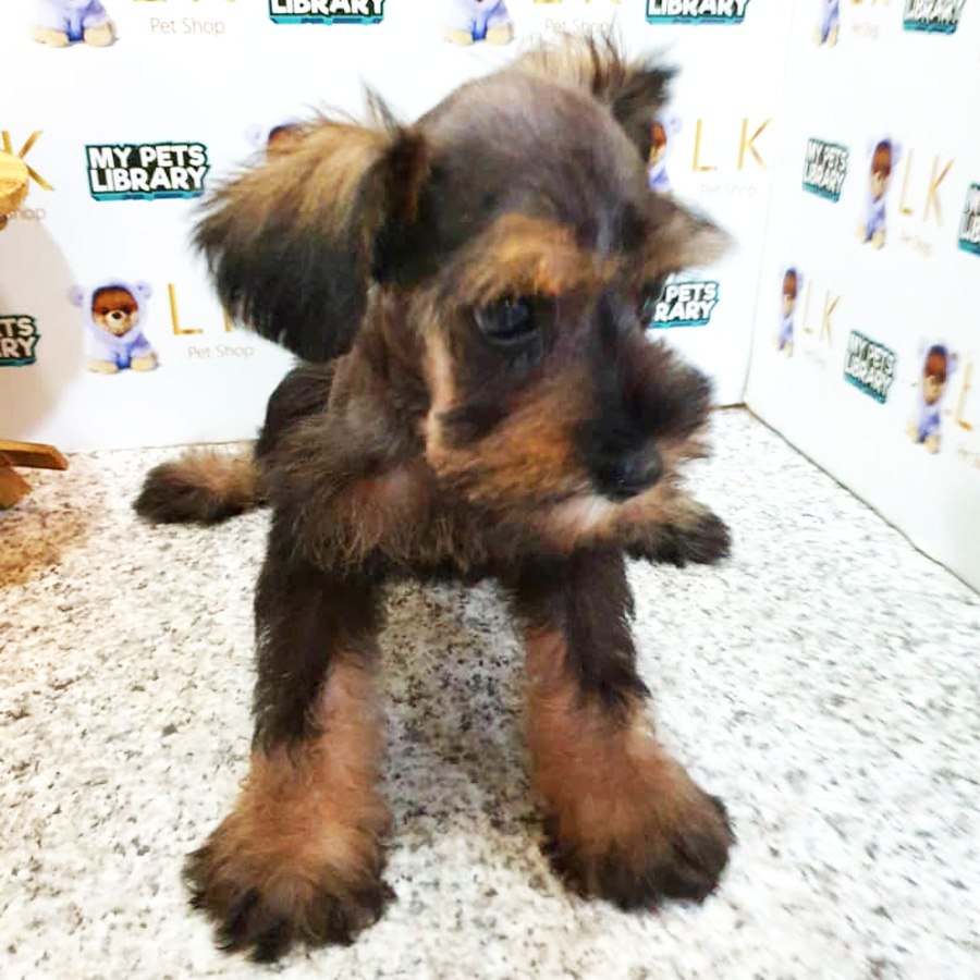 Schnauzer Puppy (Male) For Sale