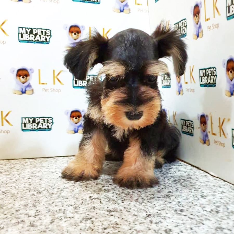 Schnauzer Puppy (Male) For Sale