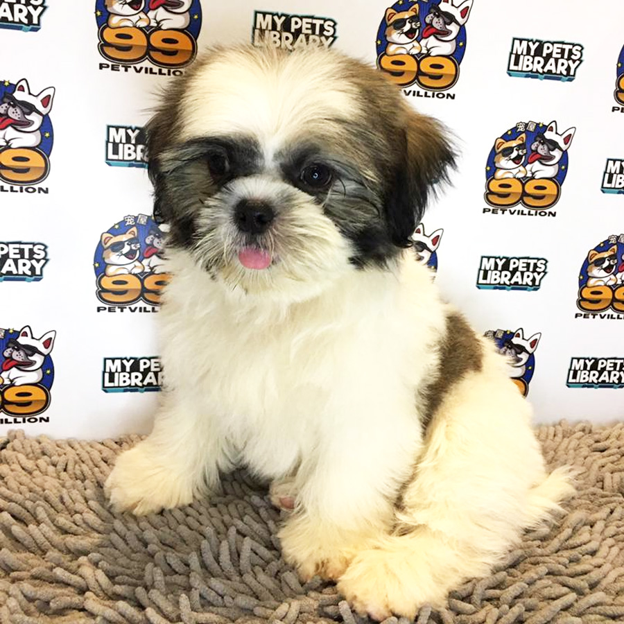 Shih Tzu Puppy (Male) For Sale