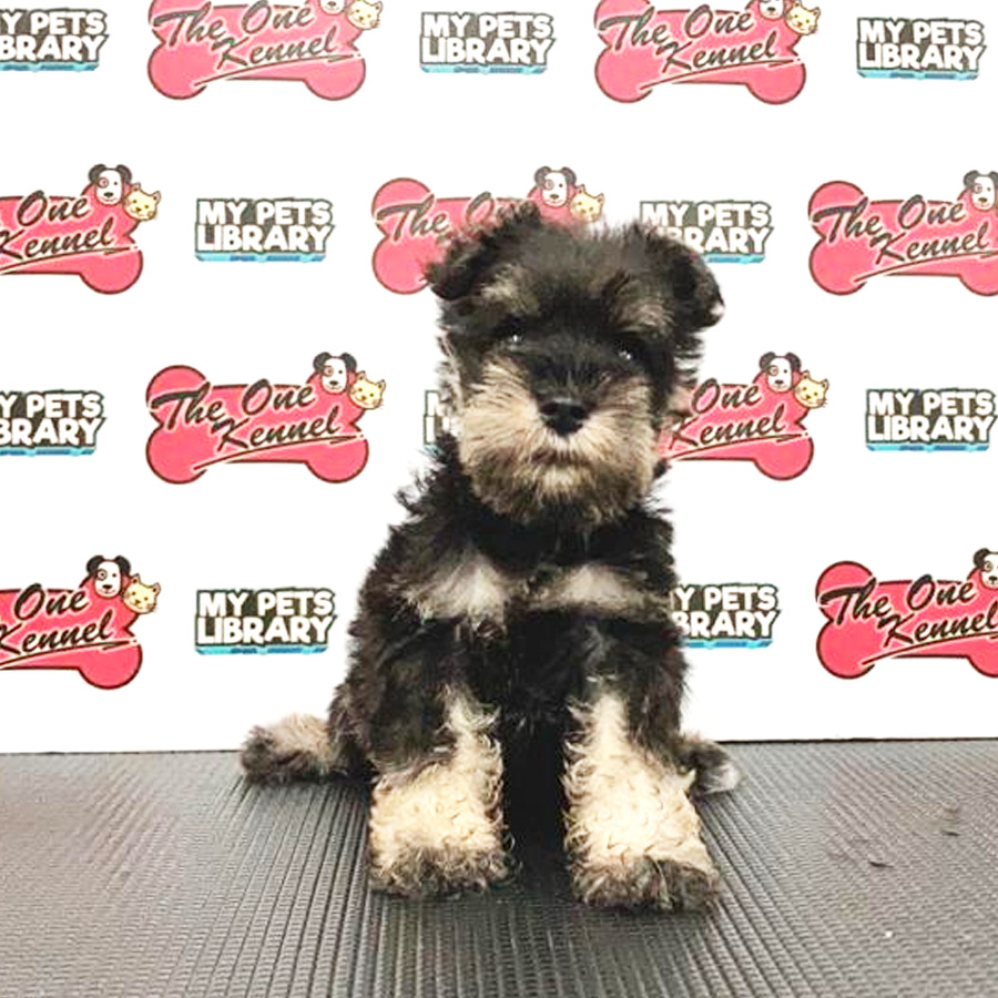 Mini Schnauzer Puppy (Female) For Sale