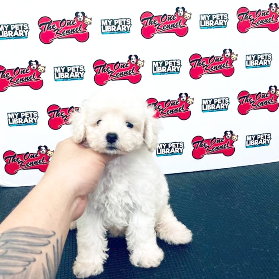 MKA Tiny Poodle Puppy (Female) For Sale